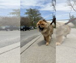 Small #6 Chow Chow