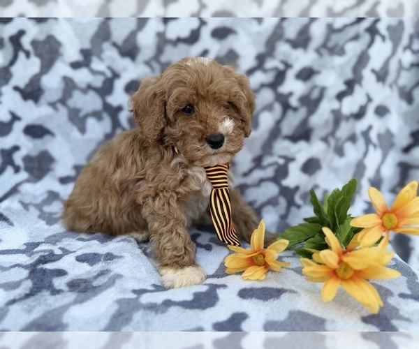 Medium Photo #7 Cavapoo (Miniature) Puppy For Sale in LAKELAND, FL, USA