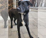 Small #11 Great Dane-Labrador Retriever Mix
