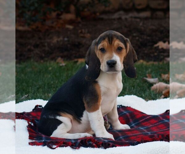 Medium Photo #2 Beagle Puppy For Sale in NEW HOLLAND, PA, USA