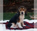 Small #1 Beagle