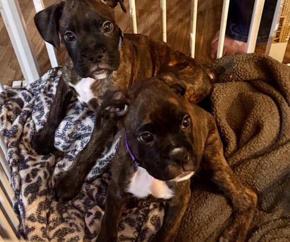 Medium Photo #15 Boxer Puppy For Sale in LANSING, MI, USA