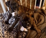 Mr Purple - Male Boxer Puppy for Sale - Photo #15