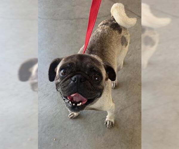 Medium Photo #1 Pug Puppy For Sale in San Martin, CA, USA