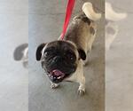 Small Pug