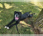 Small #3 American Bulldog