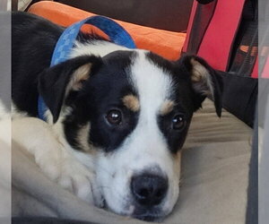 Australian Shepherd-Unknown Mix Dogs for adoption in Aurora, CO, USA