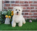 Small #3 West Highland White Terrier
