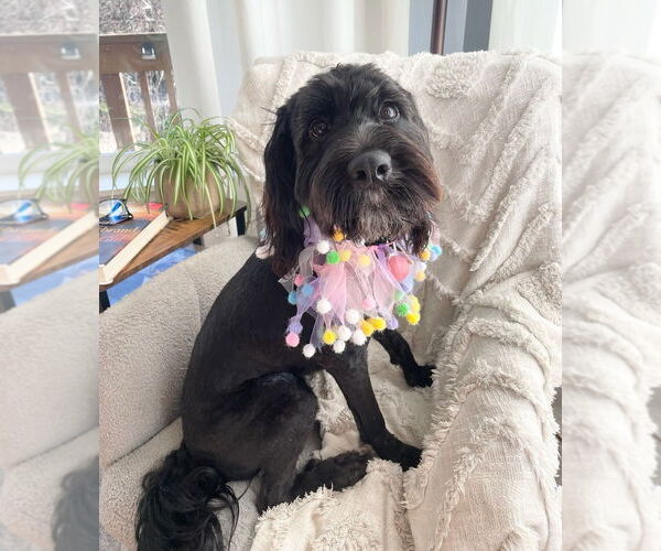 Medium Photo #3 Cock-A-Poo-Unknown Mix Puppy For Sale in Bellingham, WA, USA