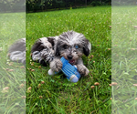 Small #7 Cavapoo (Miniature)