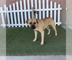 American Pit Bull Terrier Dogs for adoption in Modesto, CA, USA