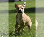 Small #7 Shepradors