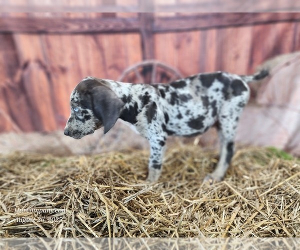 Medium Photo #24 Catahoula Leopard Dog Puppy For Sale in CUMBY, TX, USA