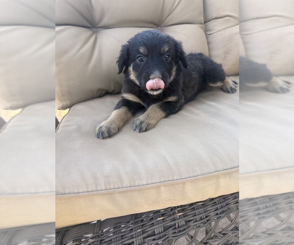 Medium Photo #23 Australian Shepherd Puppy For Sale in WILLIAMS, AZ, USA