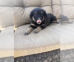 Small #3 Australian Shepherd