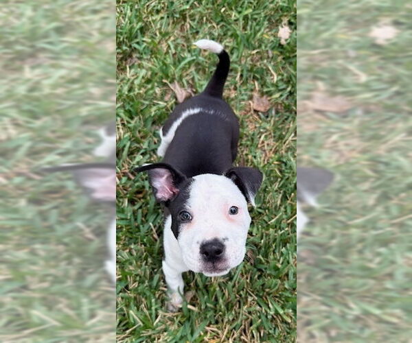 Medium Photo #3 Borador Puppy For Sale in Lakewood, CO, USA