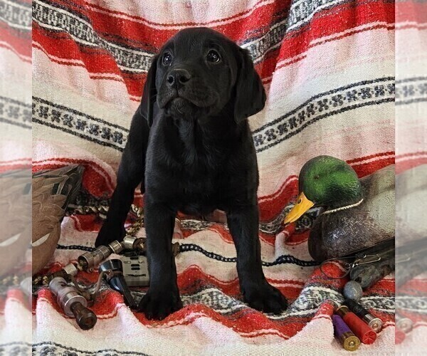 Medium Photo #3 Labrador Retriever Puppy For Sale in MERIDEN, KS, USA