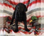 Small Photo #3 Labrador Retriever Puppy For Sale in MERIDEN, KS, USA