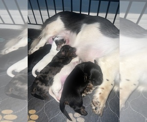 Dachshund Dog for Adoption in ORLANDO, Florida USA