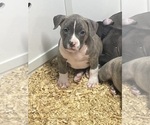Small Photo #14 American Bully Puppy For Sale in NAUGATUCK, CT, USA