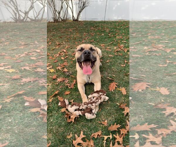 Medium Photo #13 Mastiff-Unknown Mix Puppy For Sale in Crete, IL, USA