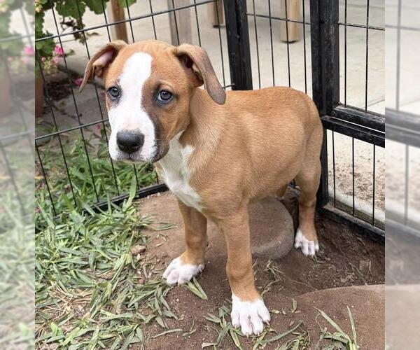 Medium Photo #3 Labrador Retriever-Unknown Mix Puppy For Sale in San Diego, CA, USA