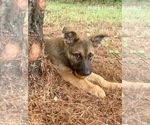 Small Photo #15 Malinois Puppy For Sale in GROVE, OK, USA