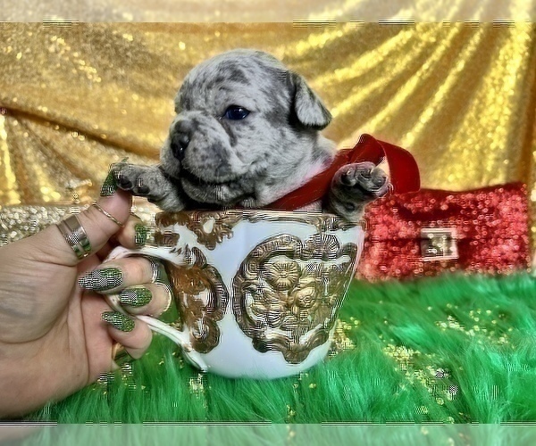 Medium Photo #48 French Bulldog Puppy For Sale in HAYWARD, CA, USA