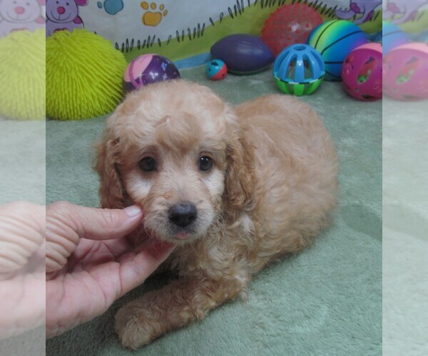 Medium Photo #4 Cavapoo Puppy For Sale in RATTAN, OK, USA