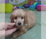 Small #3 Cavapoo