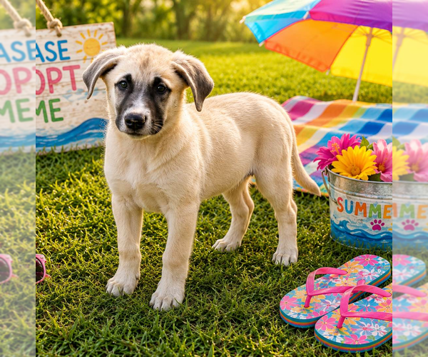 Medium Photo #2 Anatolian Shepherd Puppy For Sale in Yardley, PA, USA