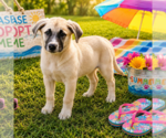 Small #1 Anatolian Shepherd