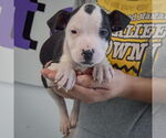 Small #3 American Staffordshire Terrier-Boxer Mix