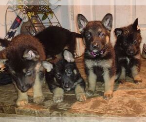 German Shepherd Dog Puppy for sale in CRESWELL, OR, USA
