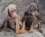 Small Photo #32 Doberman Pinscher Puppy For Sale in POMEROY, OH, USA