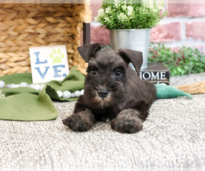 Schnauzer (Miniature) Puppy for sale in SYRACUSE, IN, USA
