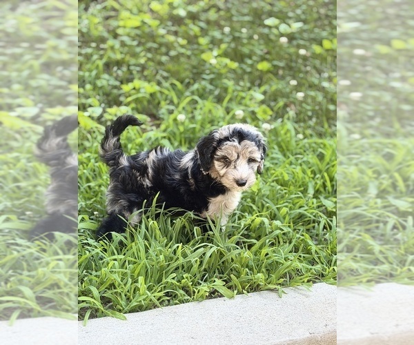 Medium Photo #5 Sheepadoodle Puppy For Sale in CLEMSON, SC, USA