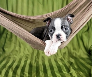 Boston Terrier Puppy for sale in MARIETTA, GA, USA