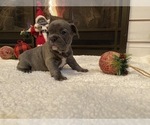 Small Photo #16 French Bulldog Puppy For Sale in KENDALL PARK, NJ, USA