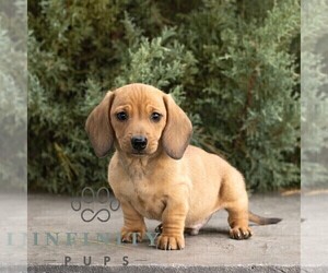 Dachshund Puppy for sale in HONEY BROOK, PA, USA
