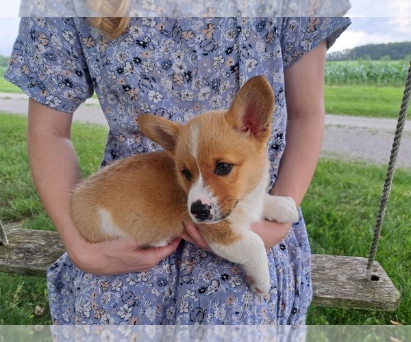 Medium Photo #2 Pembroke Welsh Corgi Puppy For Sale in SHILOH, OH, USA