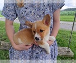 Small #1 Pembroke Welsh Corgi