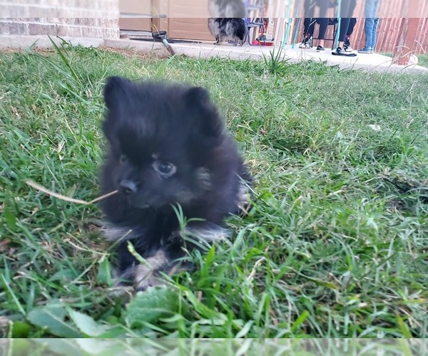 Medium Photo #5 Pomeranian Puppy For Sale in KILLEEN, TX, USA