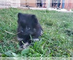 Small Photo #5 Pomeranian Puppy For Sale in KILLEEN, TX, USA