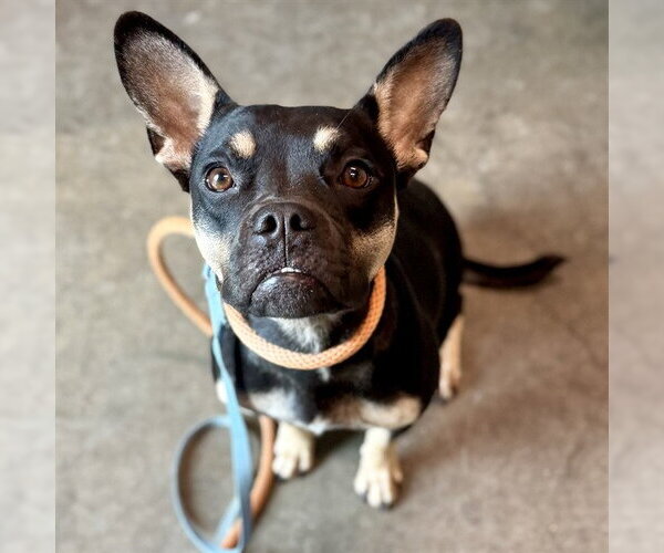 Medium Photo #1 American Bulldog-French Bulldog Mix Puppy For Sale in Tavares, FL, USA
