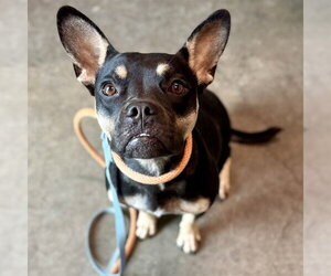 American Bulldog-French Bulldog Mix Dogs for adoption in Tavares, FL, USA