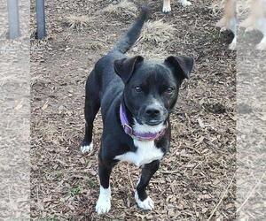 Chihuahua-Unknown Mix Dogs for adoption in Bristol, CT, USA