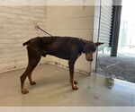 Small Doberman Pinscher Mix