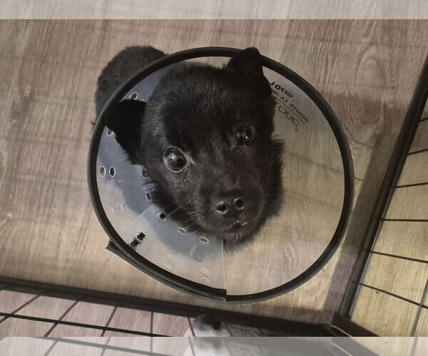 Medium Photo #1 Schipperke Puppy For Sale in Omaha, NE, USA