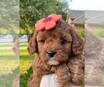 Image preview for Ad Listing. Nickname: Callie Girl